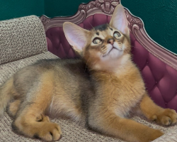بينجامين