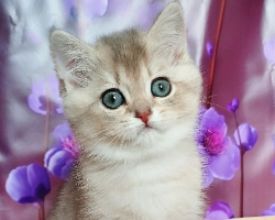 روزا 