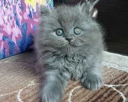داينا 