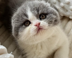 رونا