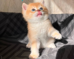 نايك 