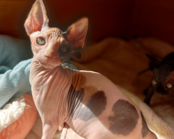 لياليا