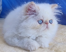 نايس